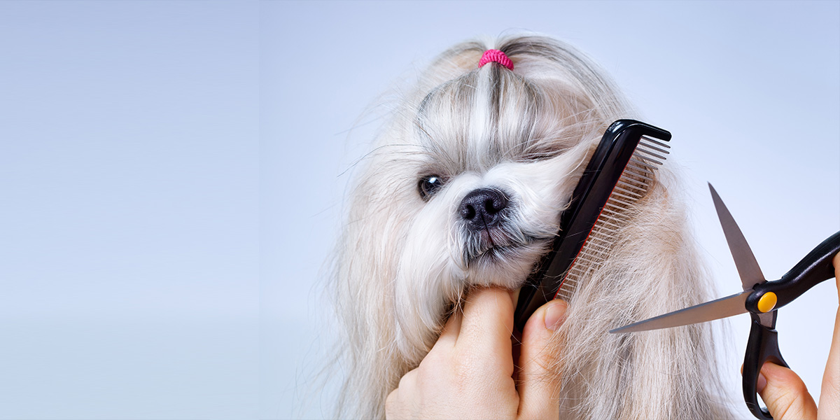 Dog Grooming Calgary Charlie’s Grooming Studio
