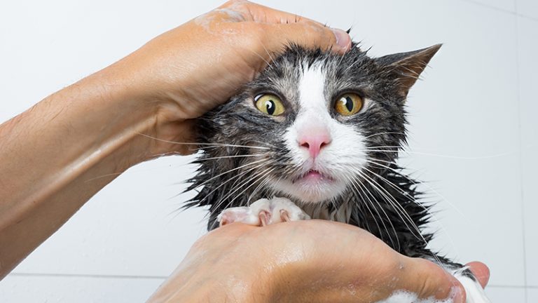 Image showcasing Best Mobile Cat Grooming near Rensselaer, IN - Yelp